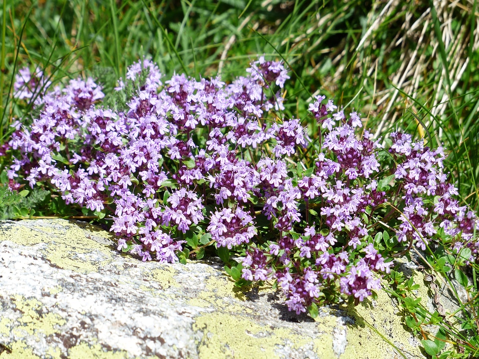 Flower light purple violet