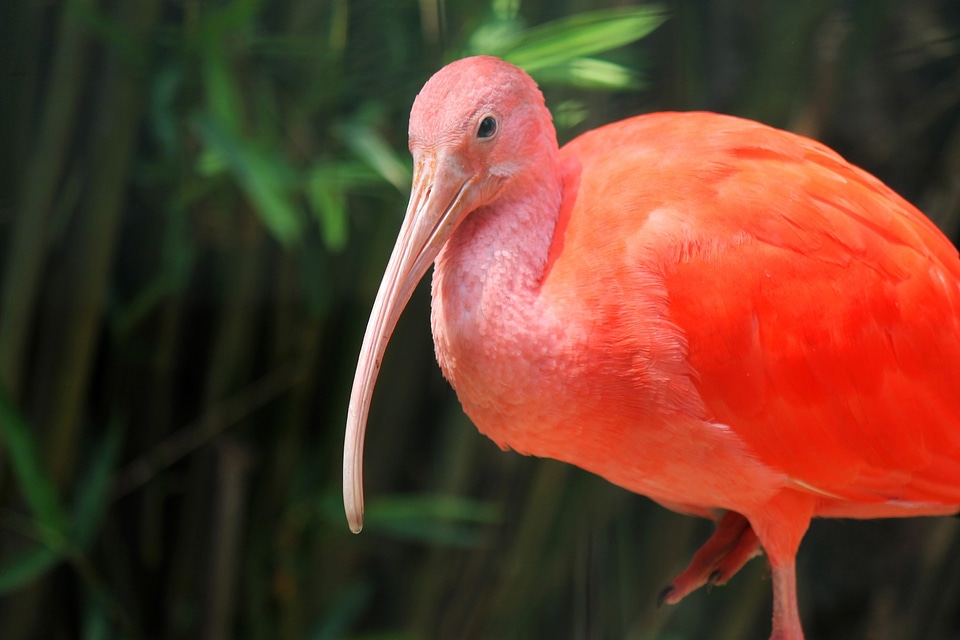 Nature wildlife eudocimus ruber