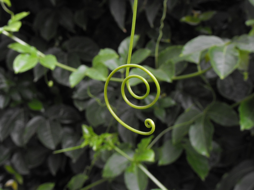 Passion flower leaf plant