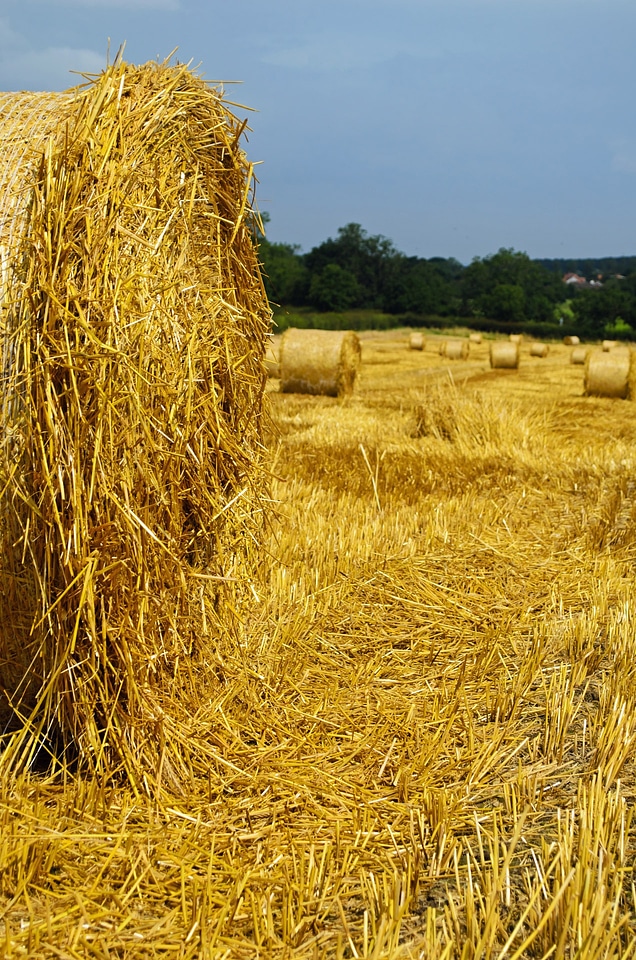 Background bale barley