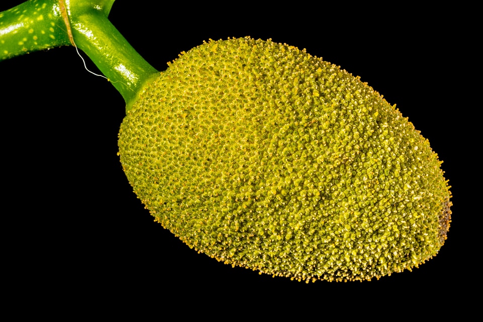 Jack fruit tropical close up