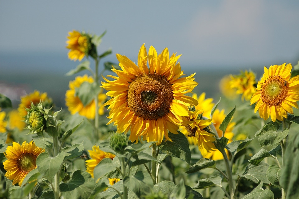 Summer plant flowers