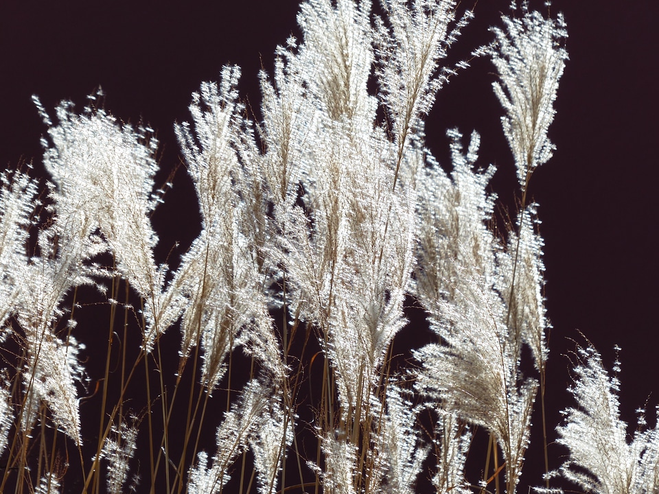 Licorice poaceae silver spring photo