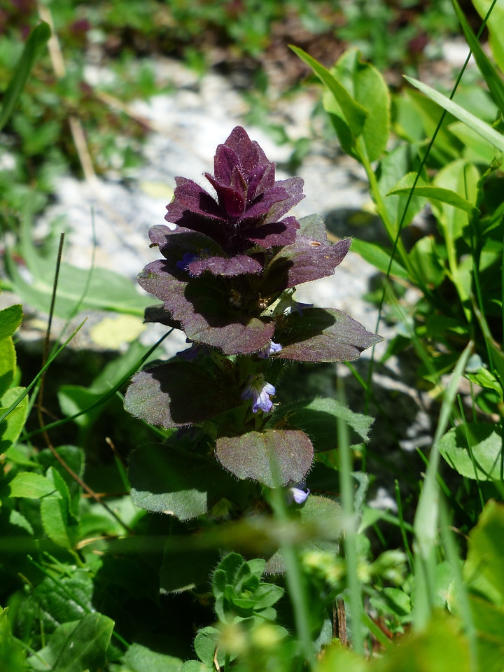 Plant reddish ajuga pyramidalis l