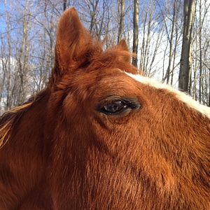 Eye animal close-up photo