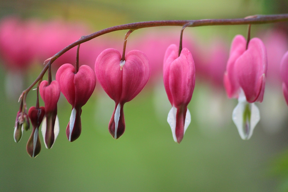 Pink ornamental plant bloom