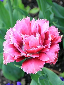 Bloom tulip fransen photo