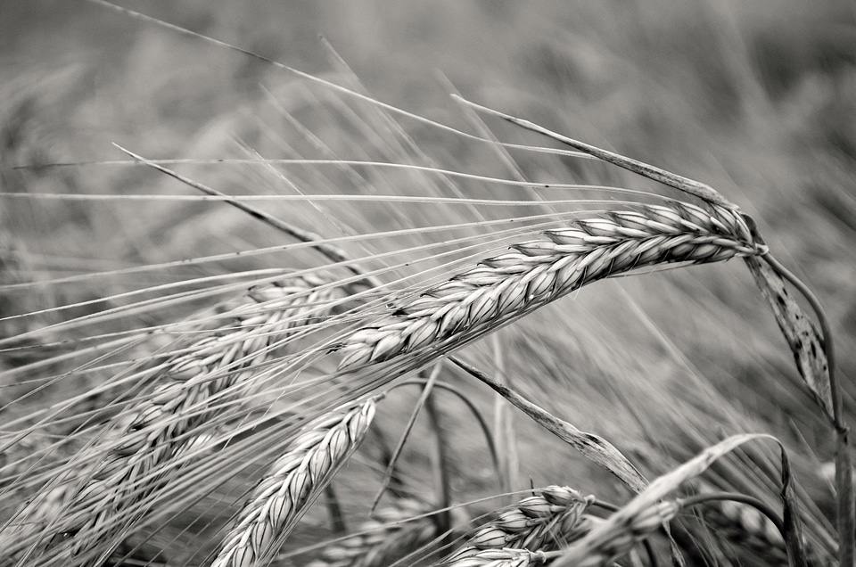 Barley beautiful read