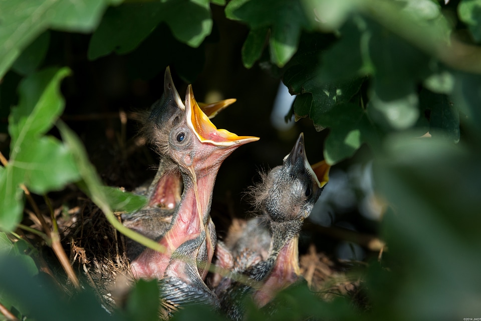 Blackbirds birds nature