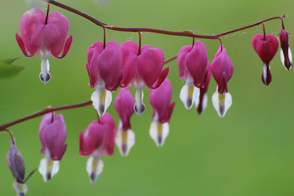 Bloom macro garden