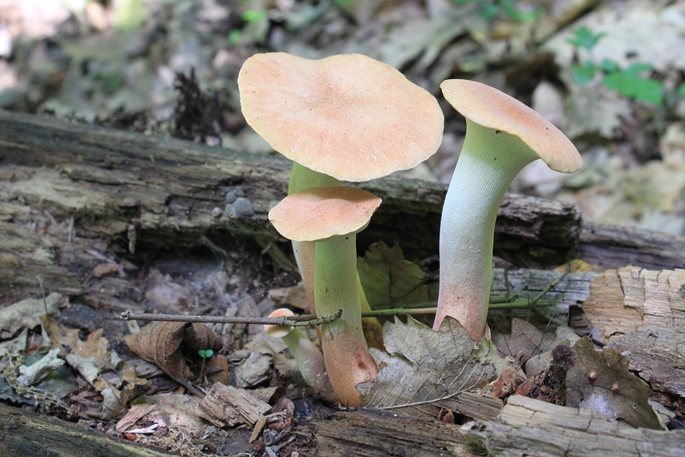Fungus pleurotus trumpet