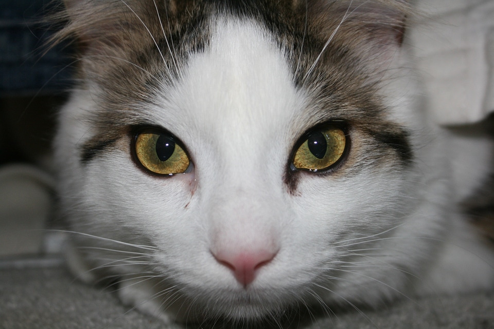 Domestic feline kitty