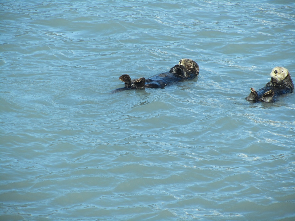 Marine mammal ocean