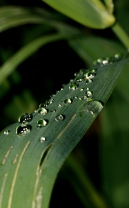 Rain drop of water green photo