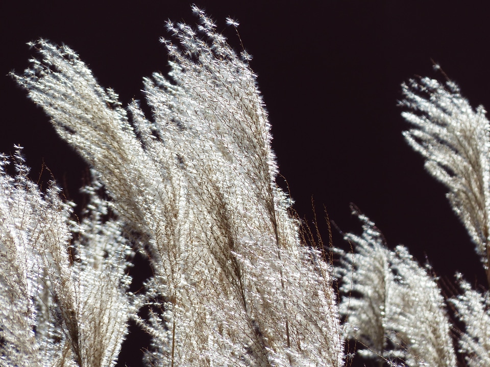 Licorice poaceae silver spring