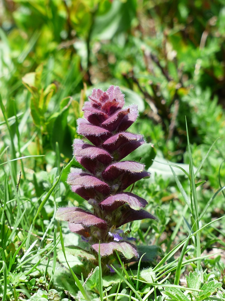 Plant reddish ajuga pyramidalis l