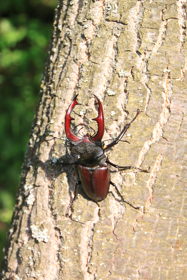 Stag tree insects
