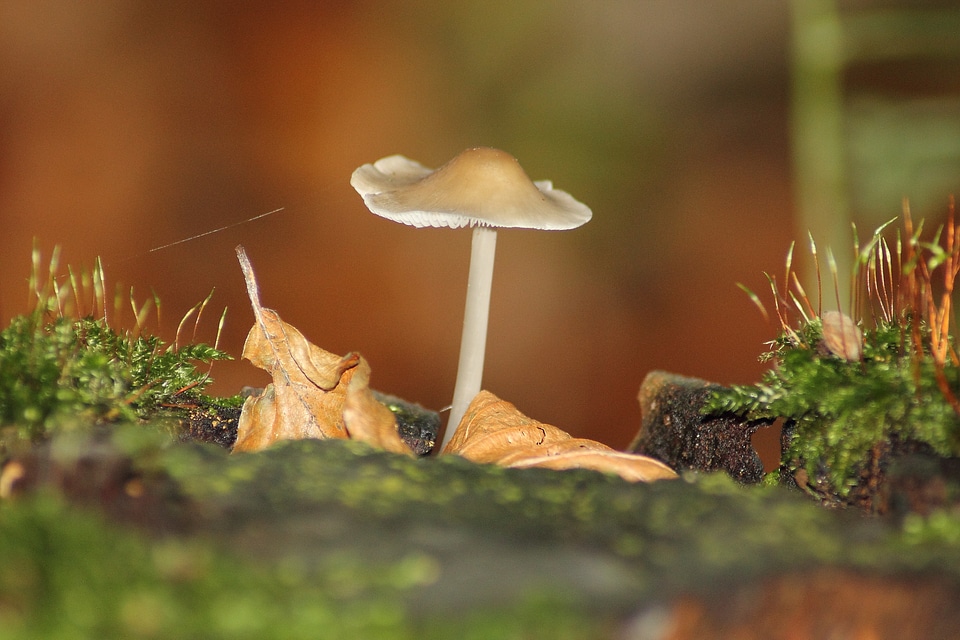 Forest autumn fungus on tree stump