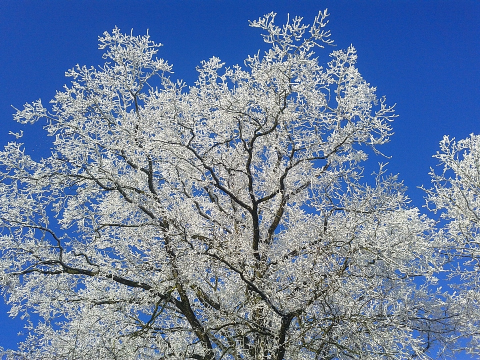 Cold frost ice photo