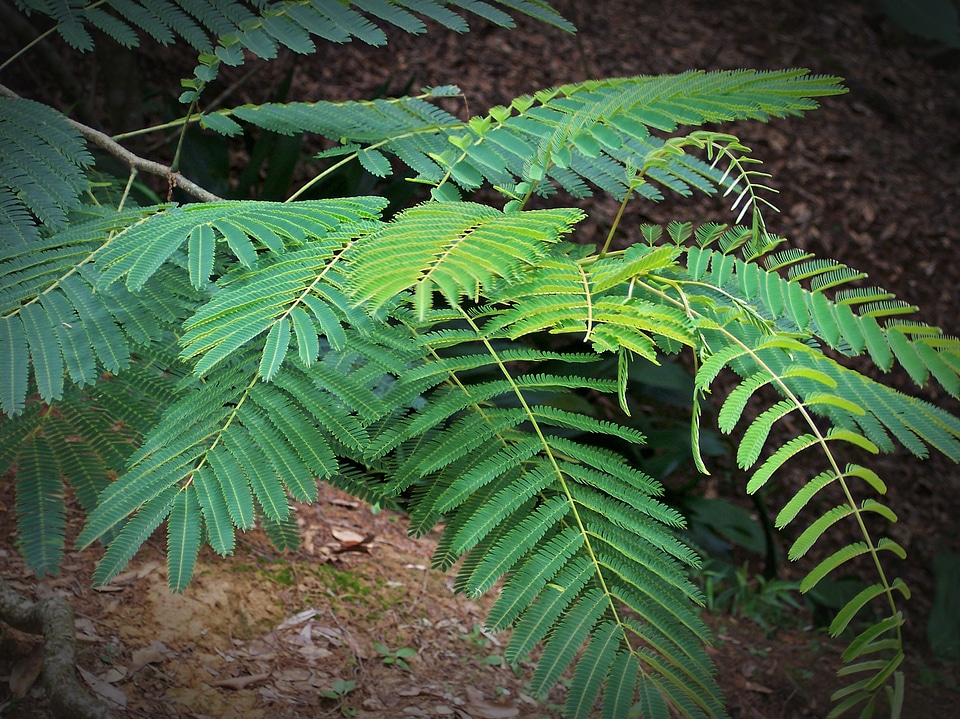 Nature tropical natural