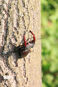 Stag tree insects photo