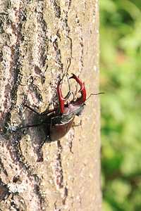 Stag tree insects