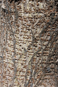 Trunk tree texture photo