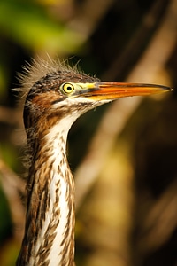 Ave birds animals photo