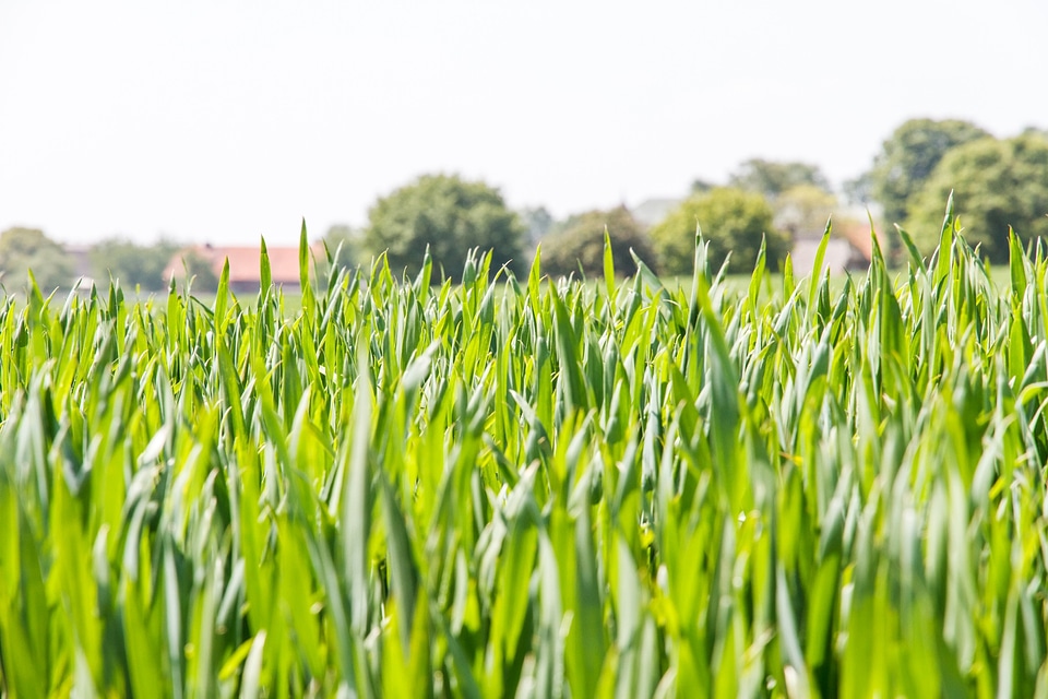 Pasture meadow summer