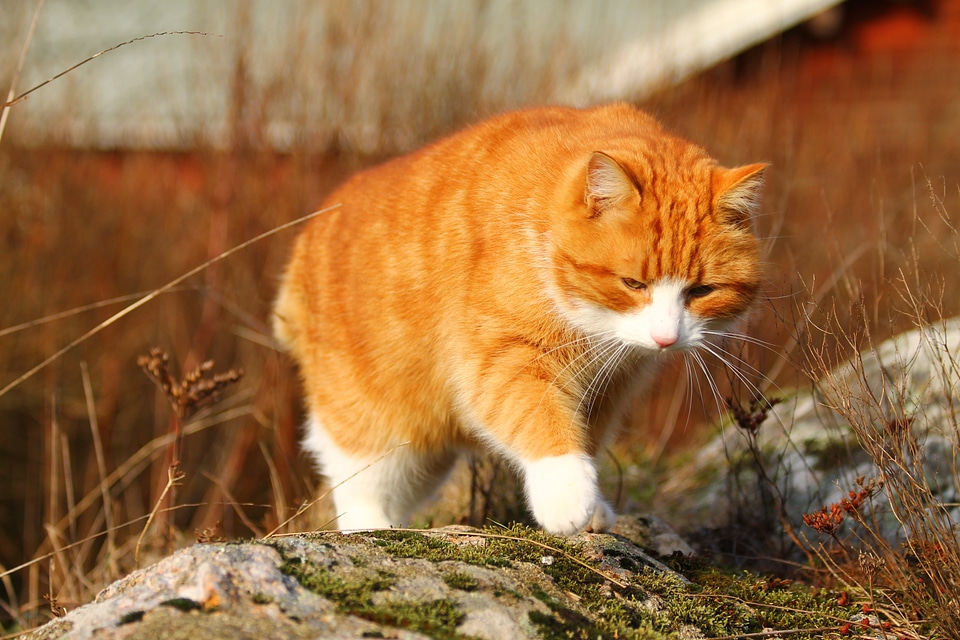 Fluffy cute cat pet