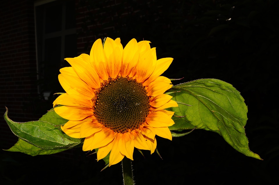Yellow plant close up