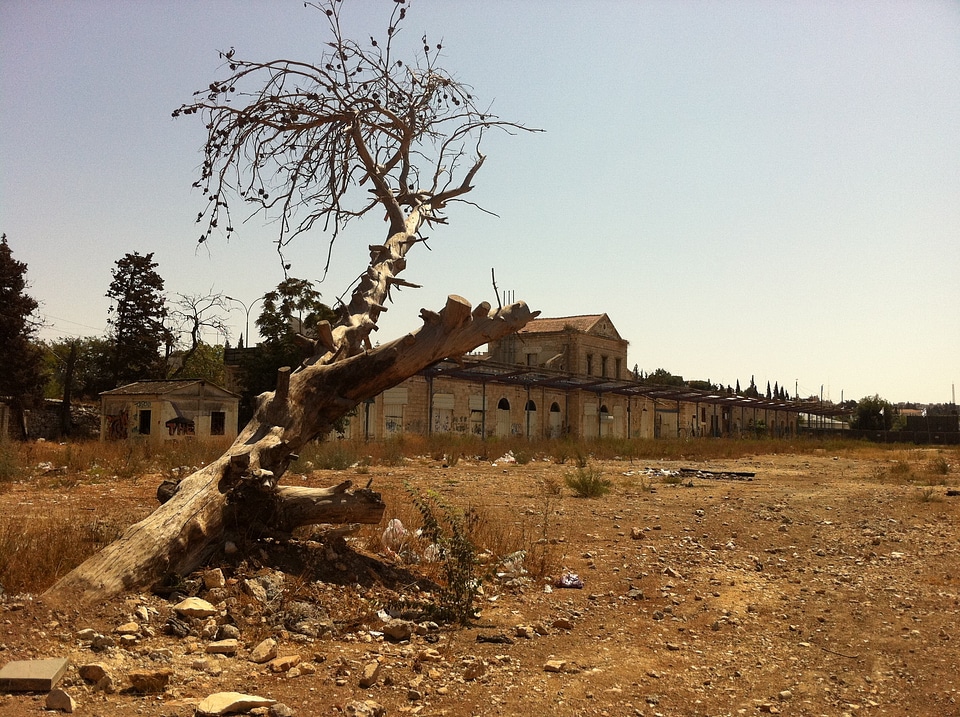 Nature old tree jerusalem