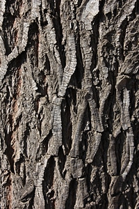 Texture pattern tree trunk
