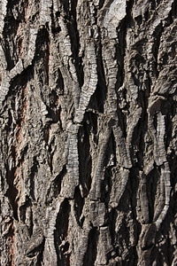 Texture pattern tree trunk photo