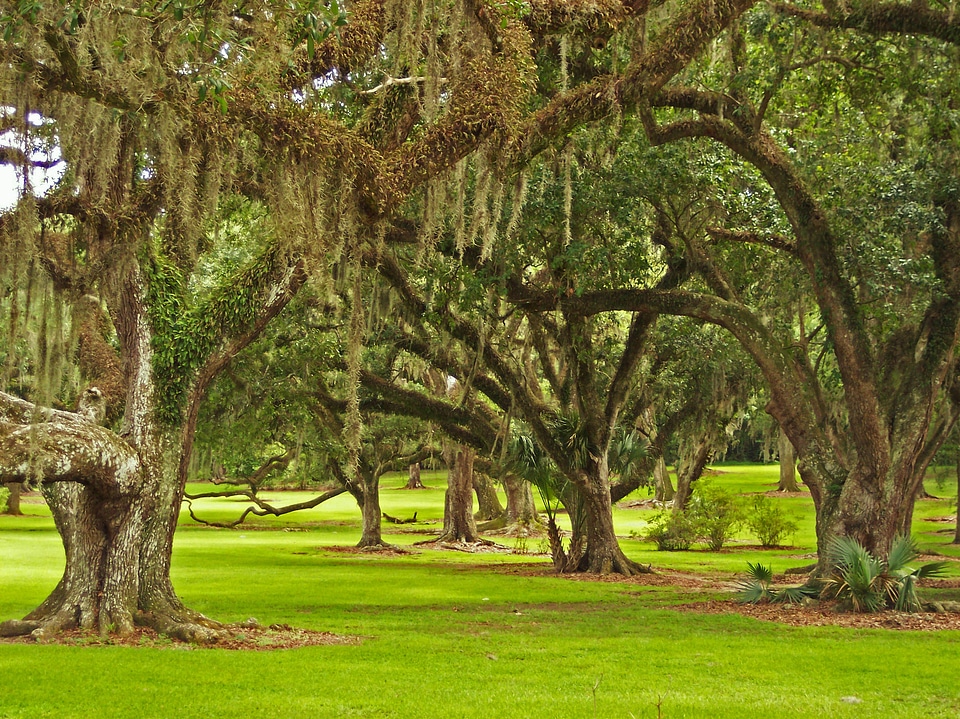 Moss spanish moss bayou