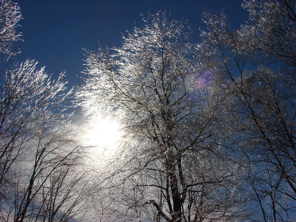 Cold icy tree