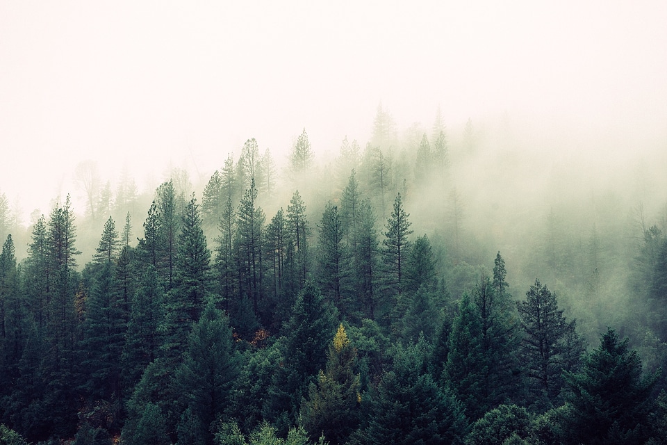 Forest trees nature