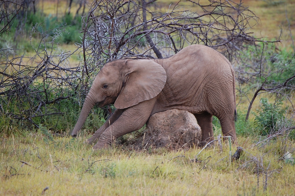 Animal big 5 big five