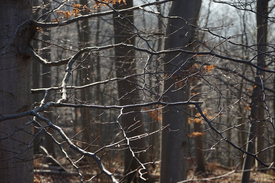 Beech wood beech trees photo