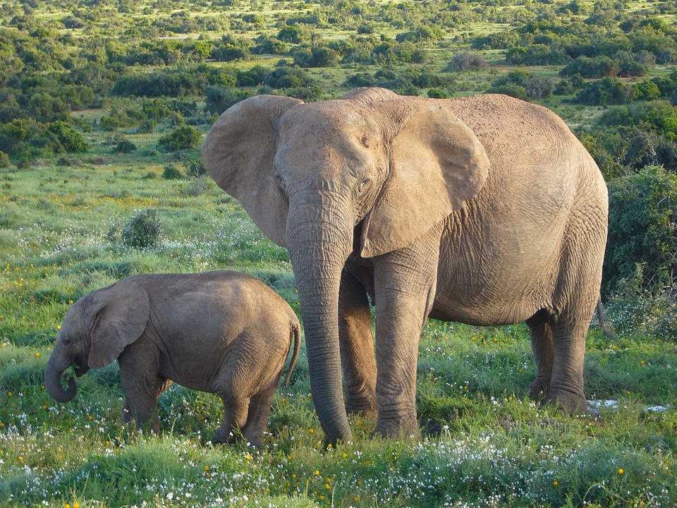 Wild africa mammal photo