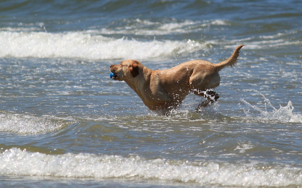 Animals retriever water