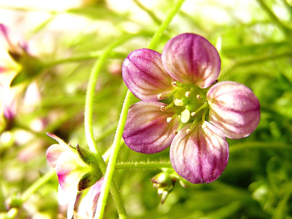 Flower delicate flower small flower