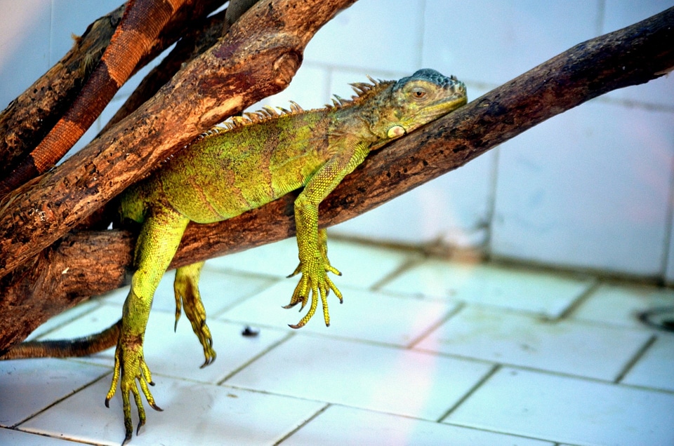 Pet reptile reptilian