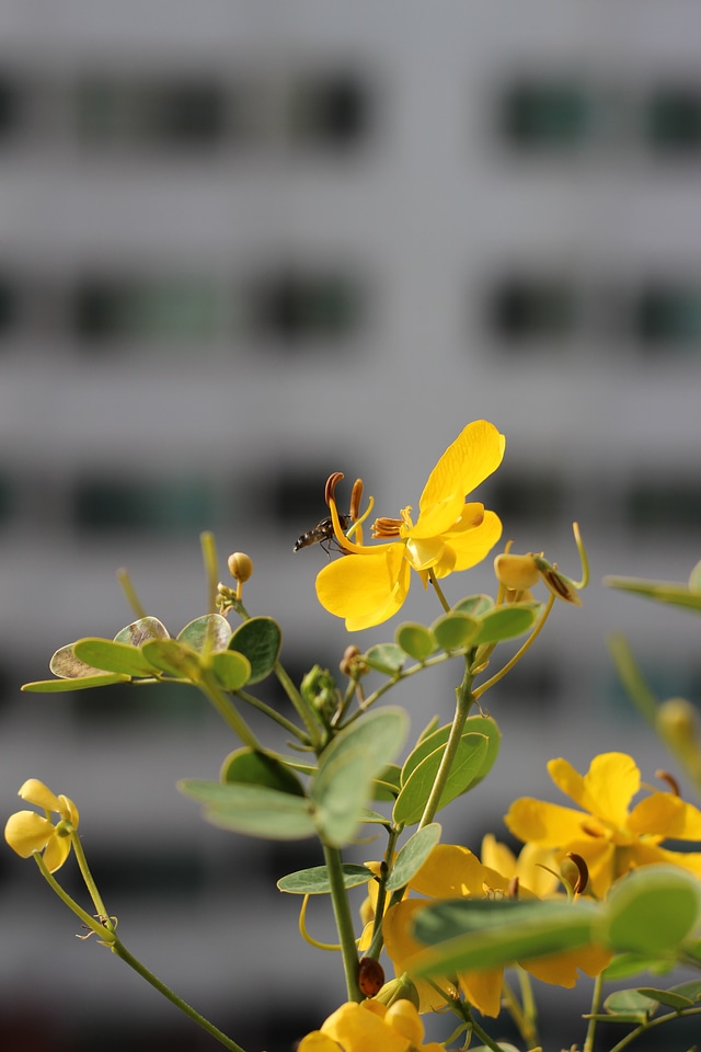 Flowers bee insects