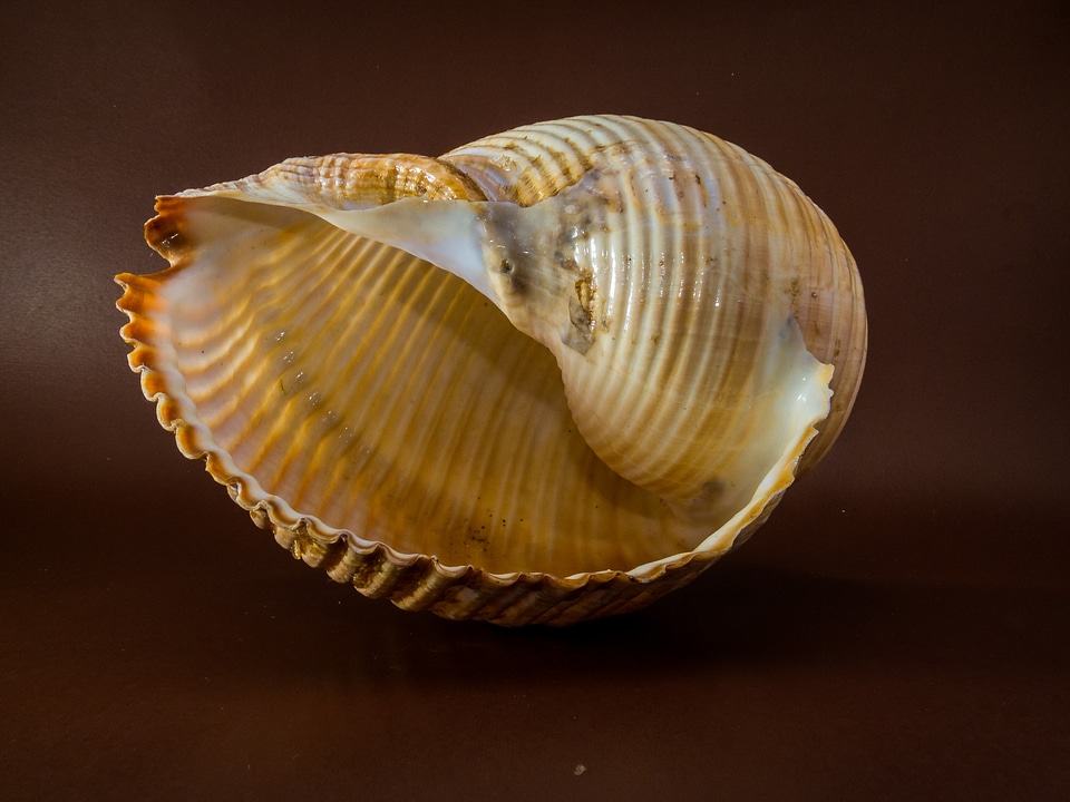 Shell snail close up