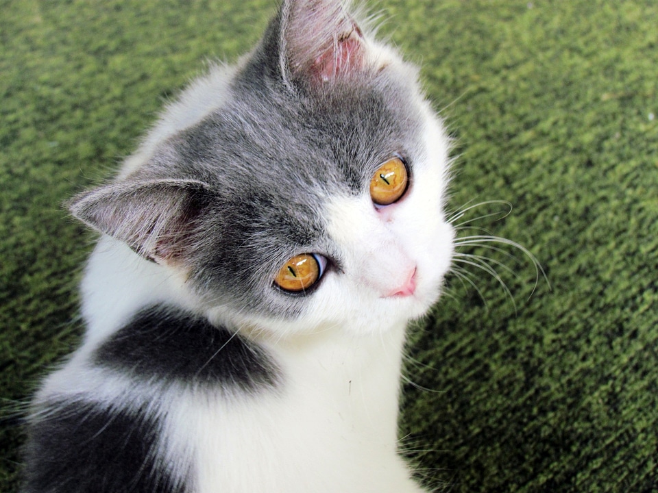 Grey white feline