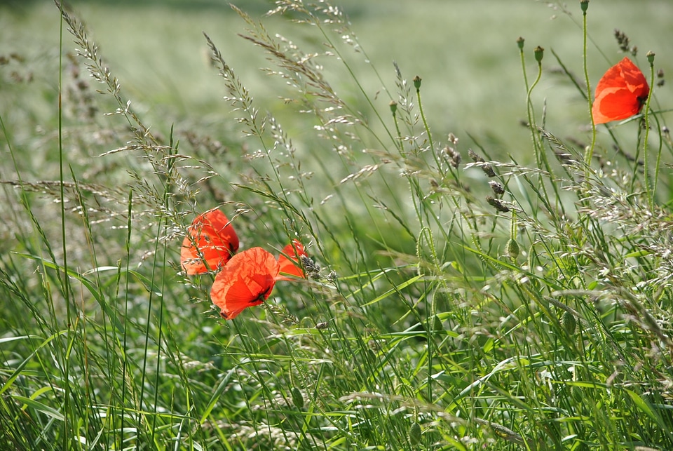 Field meadow spring