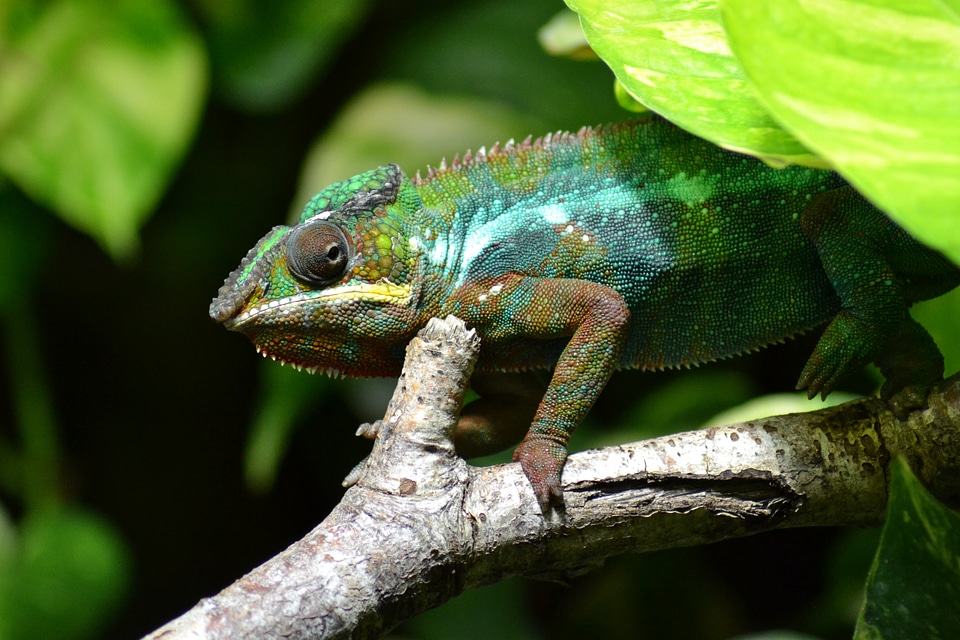 Family chamaeleonidae on branch colorful