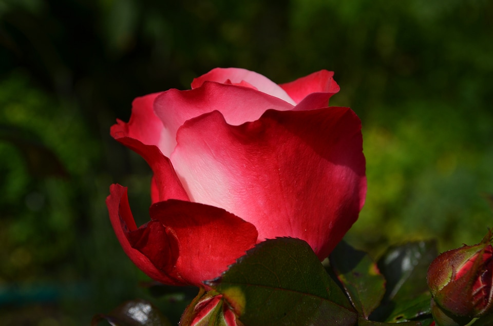 Blossom bloom rose bloom