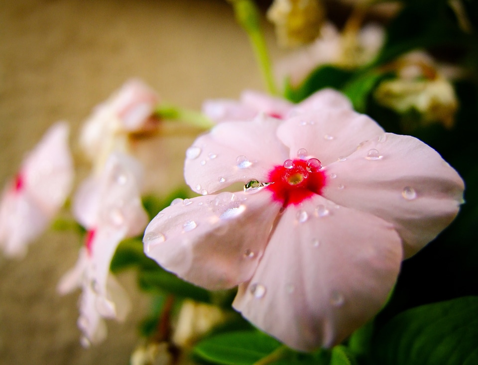 Water droplets nature detail
